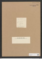 Diatomeae indet. Zeichnungen Sammlung Grunow Nr. 1817 (NHMW-BOT-W0368734)